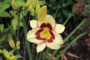 Yellow with Red Daylily