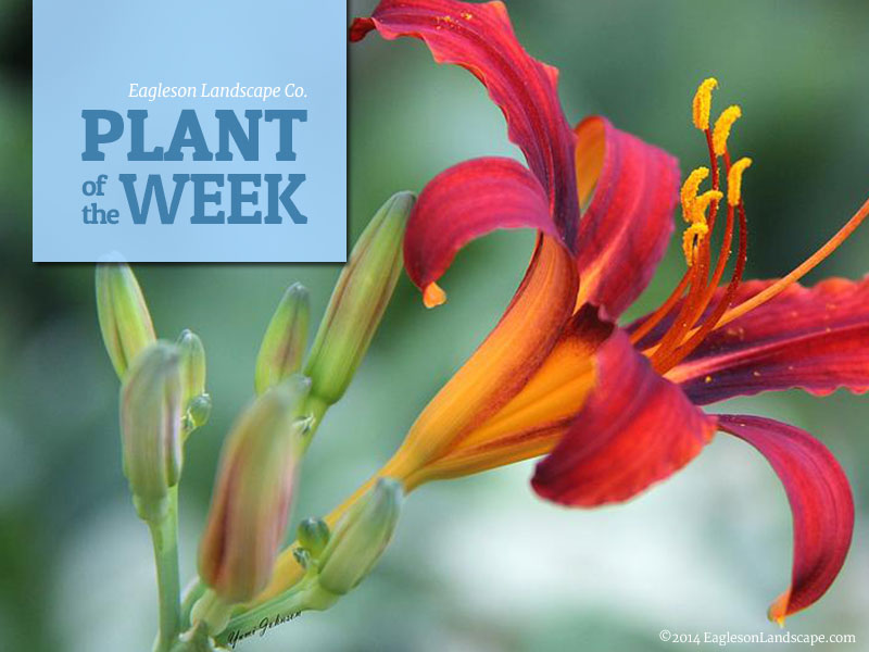 Eagleson Landscape's Plant of the Week: Daylilies
