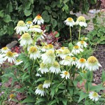Eagleson Landscape's Plant of the Week