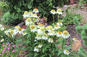 Eagleson Landscape's Plant of the Week
