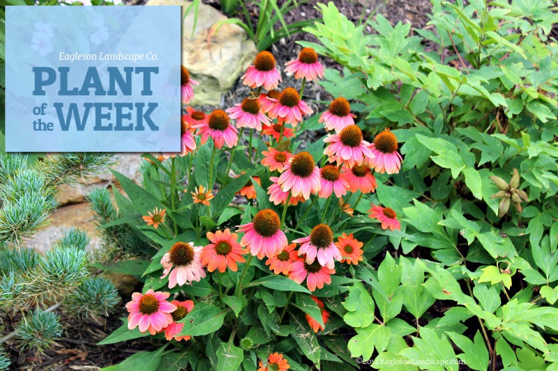 Read more about the article Plant of the Week – Coneflowers