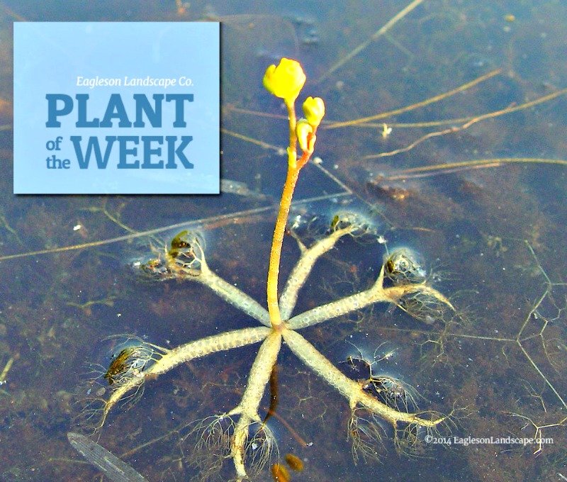 Read more about the article Plant of the Week – Bladderwort