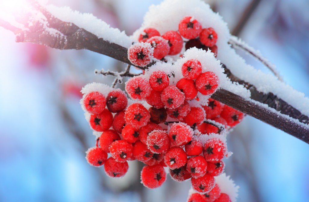 Read more about the article Plants That Enhance Winter’s Beauty
