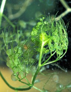 A close up of the air sac structures of the bladderwort