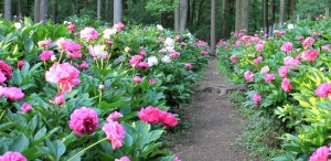 Blooming peonies planted in a mass.