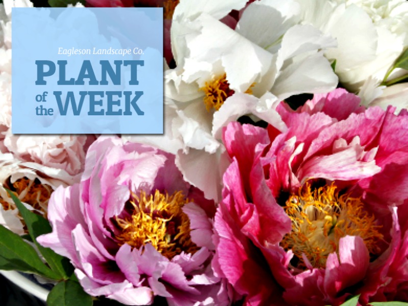 Read more about the article Plant of the Week – Peony