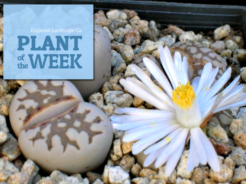 Read more about the article Plant of the Week – Living Stone