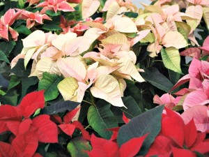 Poinsettia are not just red anymore!