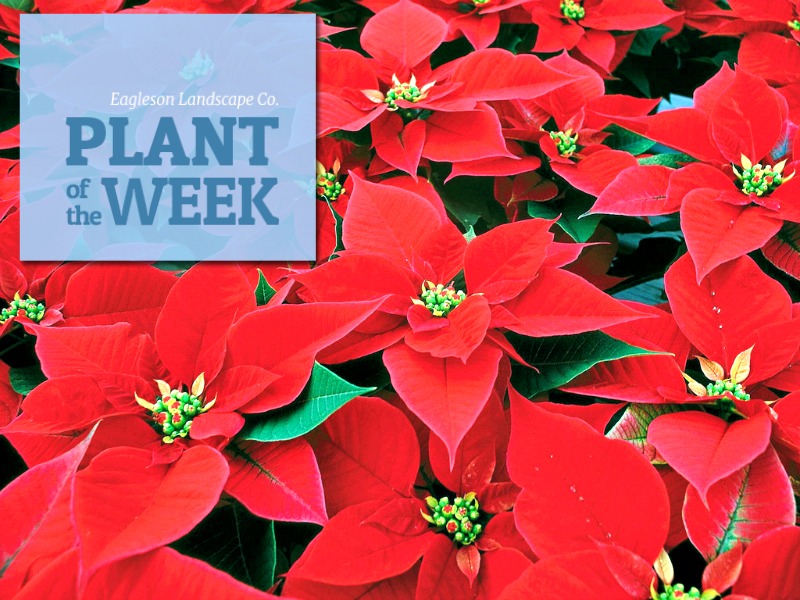 Read more about the article Plant of the Week – Poinsettia