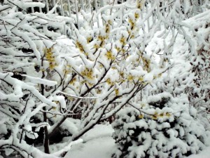 The witch hazel blooming in the snow.