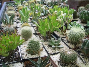 cactisucculents_indoorplants_img