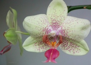 orchid_indoorplants_img