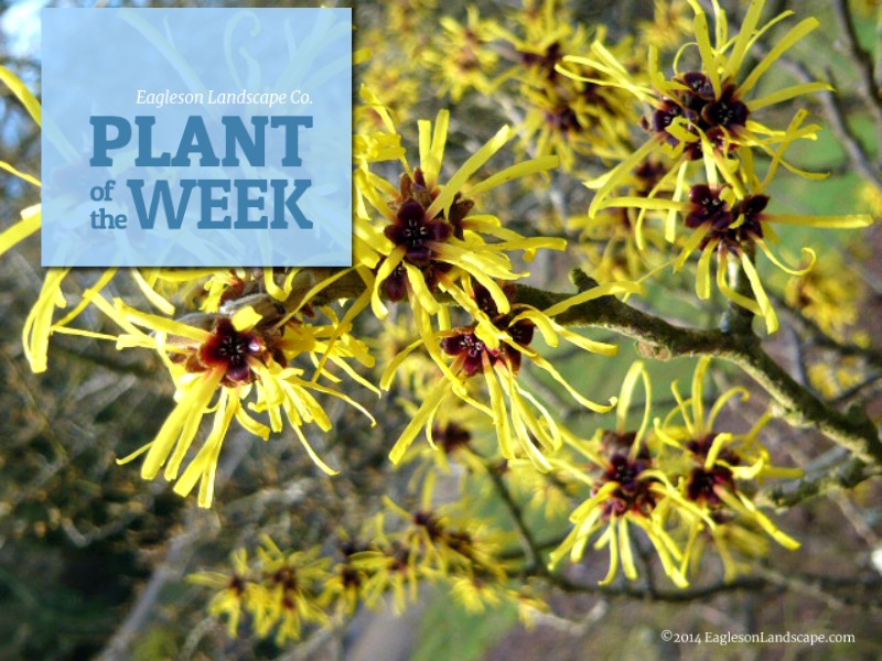 Read more about the article Plant of the Week – Witch Hazel