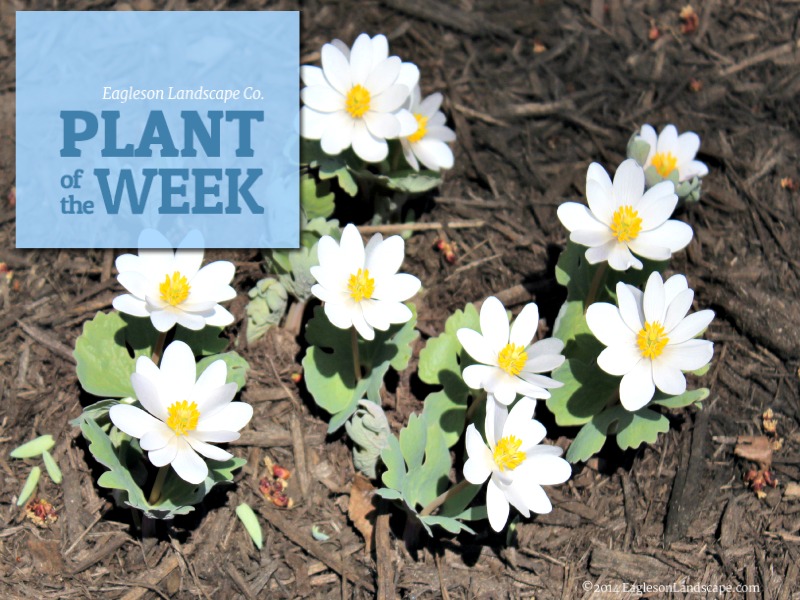 Read more about the article Plant of the Week – Bloodroot
