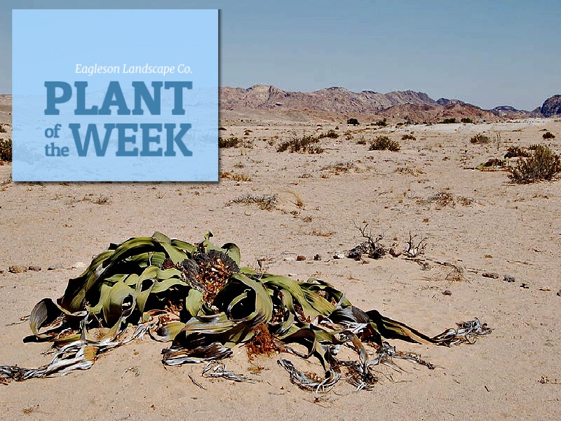 Read more about the article Plant of the Week – Welwitschia mirabilis
