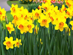 Daffodils are stunning when planted together!