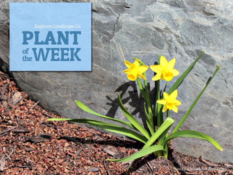 Read more about the article Plant of the Week – Daffodil