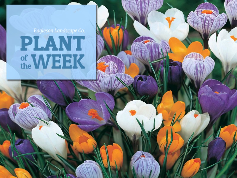Read more about the article Plant of the Week – Crocus
