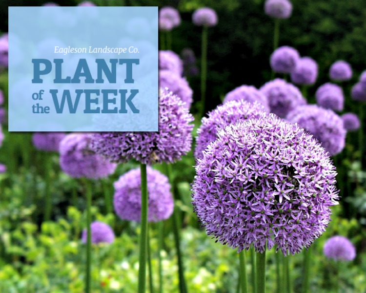 Read more about the article Plant of the Week – Allium