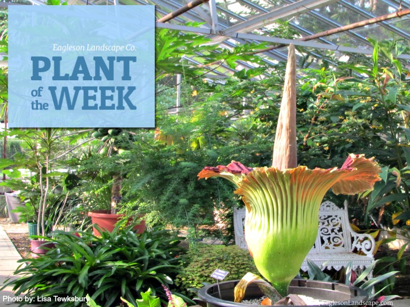 Read more about the article Plant of the Week – Corpse Flower
