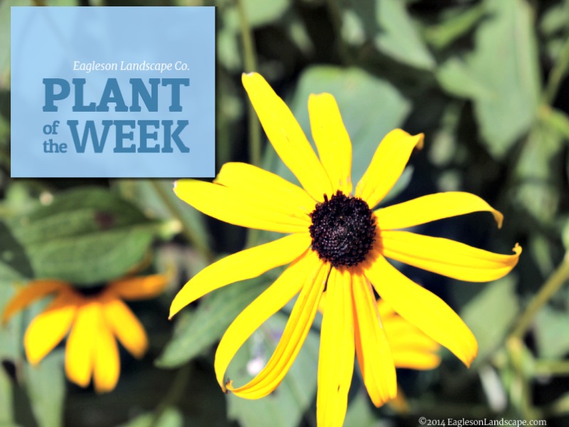 Read more about the article Plant of the Week – Black Eyed Susan