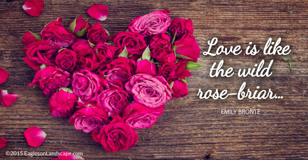 Valentines-Day-Roses-Eagleson-Landscape--blog