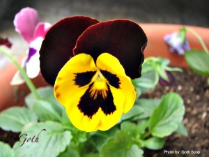 Pansy Bloom in yellow