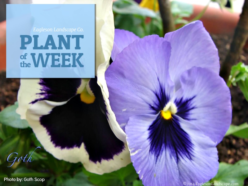 Read more about the article Plant of the Week – Pansy
