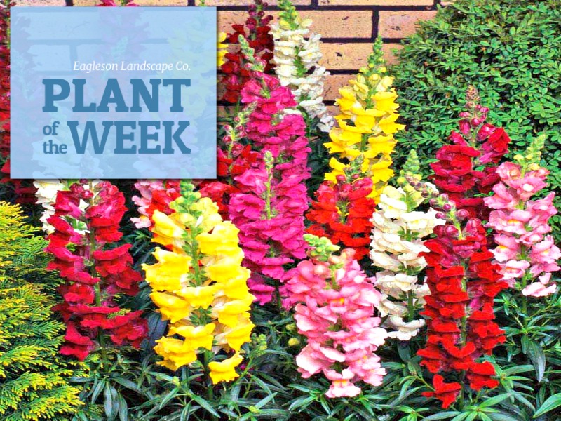 Read more about the article Plant of the Week – Snapdragon