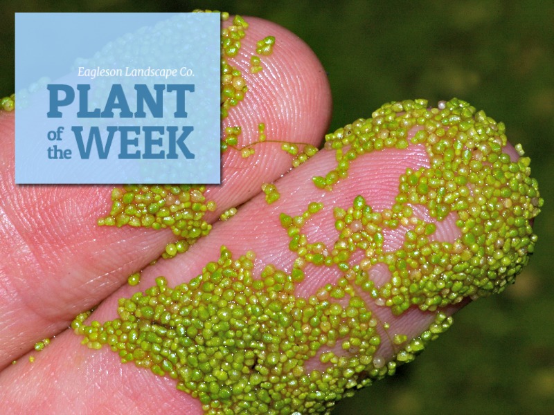 Read more about the article Plant of the Week – Wolffia