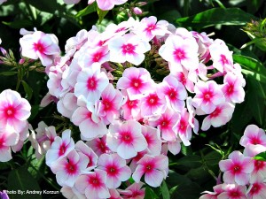 Close up of Phlox in Bloom