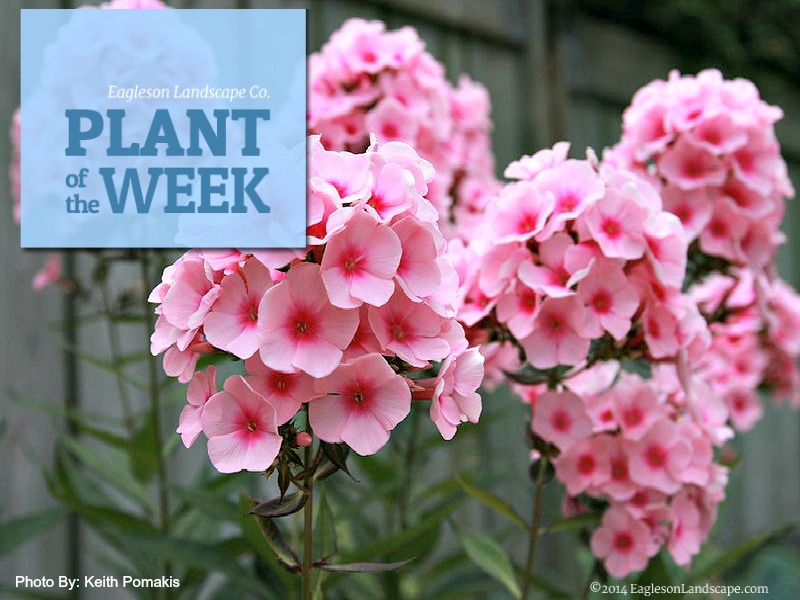 Read more about the article Plant of the Week – Phlox