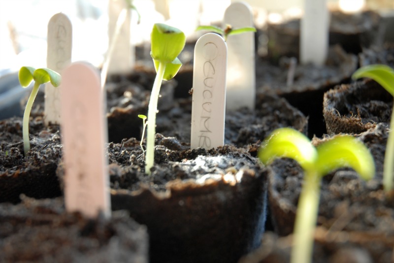 Seeding Indoors Tips | Eagleson Landscape Co.