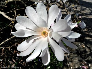 Star Magnolia Flower