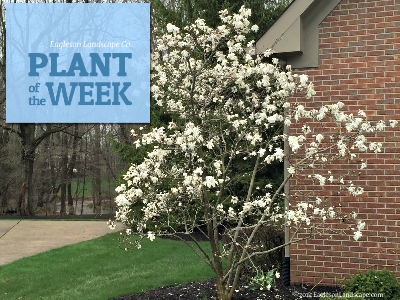 Read more about the article Plant of the Week – Star Magnolia