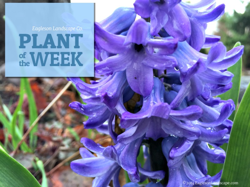Read more about the article Plant of the Week – Hyacinth