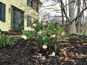 Lenton Rose in Bloom
