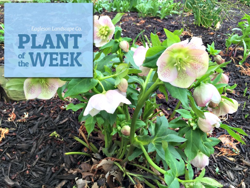 Read more about the article Plant of the Week – Lenton Rose
