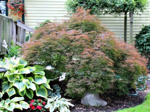 One of our personal prides, this tree has grown with our landscape family for years!