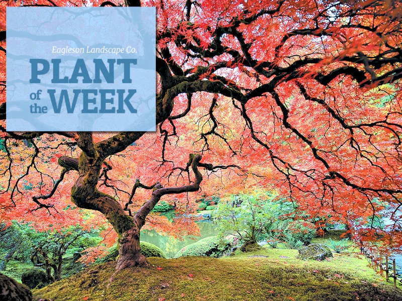 Read more about the article Plant of the Week – Japanese Maple