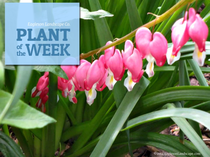 Read more about the article Plant of the Week – Bleeding Heart