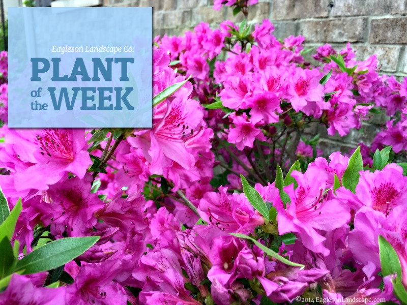 Read more about the article Plant of the Week – Azalea