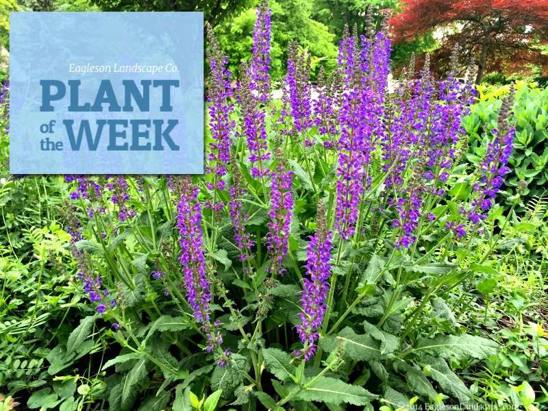 Read more about the article Plant of the Week – Salvia