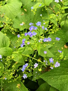 Forget Me Not Bloom