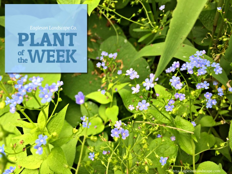 Read more about the article Plant of the Week – Forget Me Not
