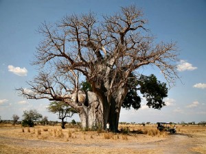 Baobab Without Leaves