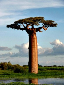 The Baobabs' Unique Trunk