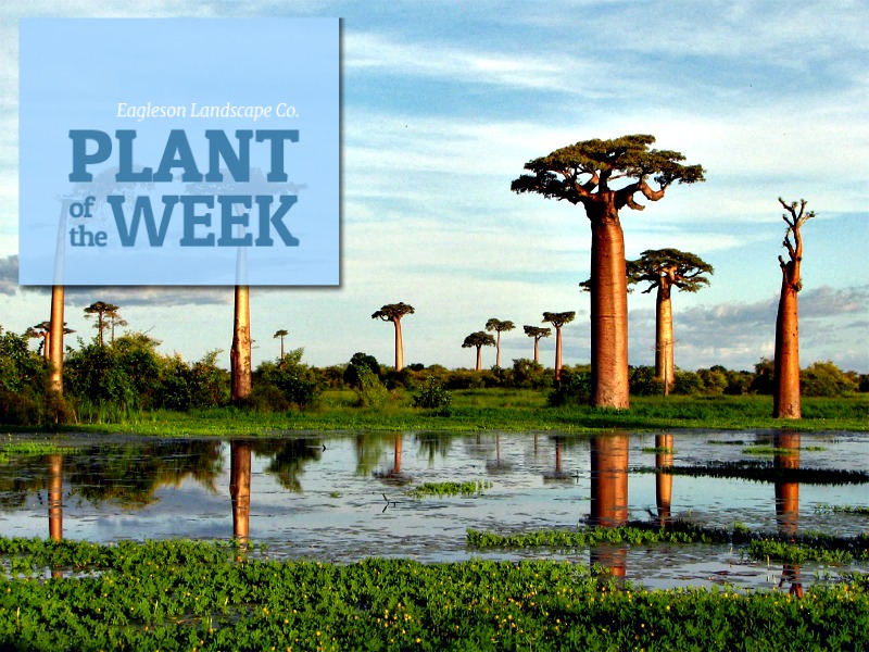 Read more about the article Plant of the Week – Baobab