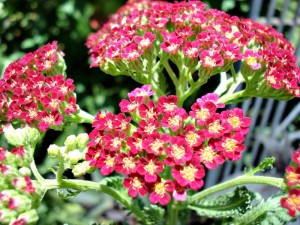 Yarrow in Red