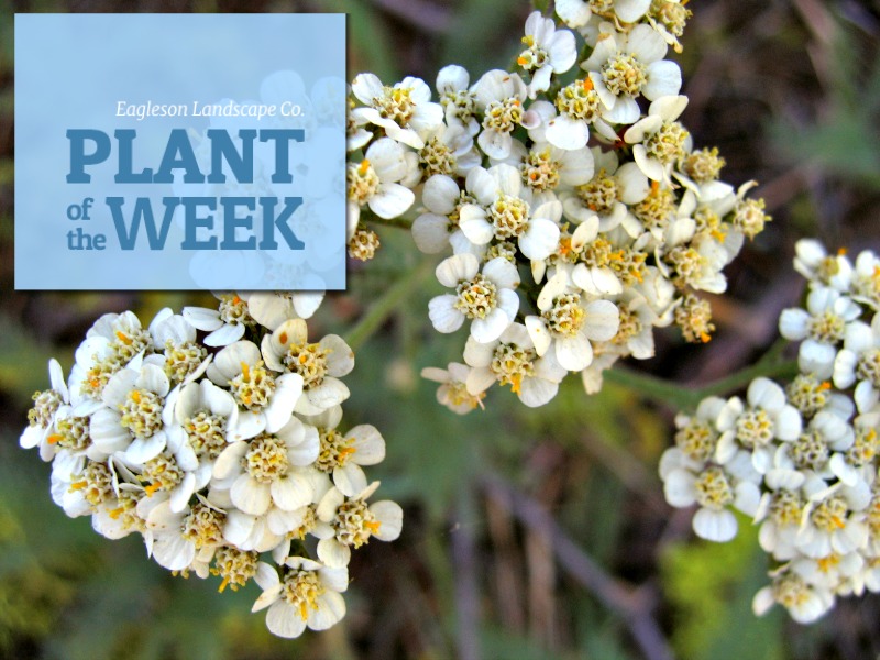Read more about the article Plant of the Week – Yarrow